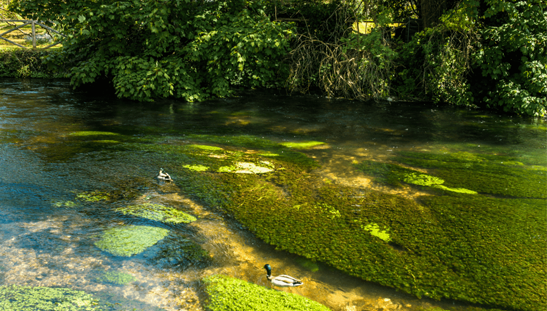 Wild brown trout and aquatic life in a clear English chalk stream river habitat