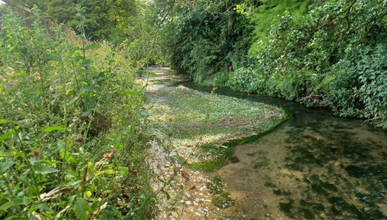Chalk Stream Fly Fishing Day Tickets: Book Top UK Rivers