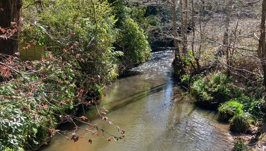 Fly fishing on a chalk stream river with crystal-clear English river water