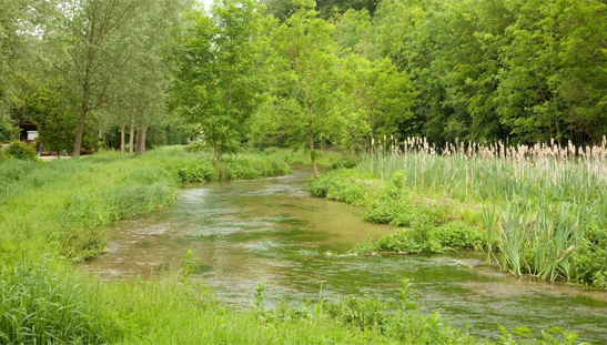 English chalk stream river showing characteristic clear water and prime fly fishing beats