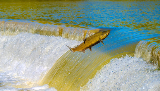 River Tay salmon fishing beat in the Scottish Highlands with a guided fishing package