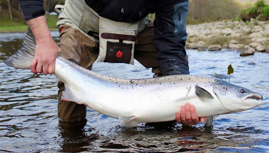 River Dee Aberdeenshire showing classic Scottish salmon river habitat for fishing packages